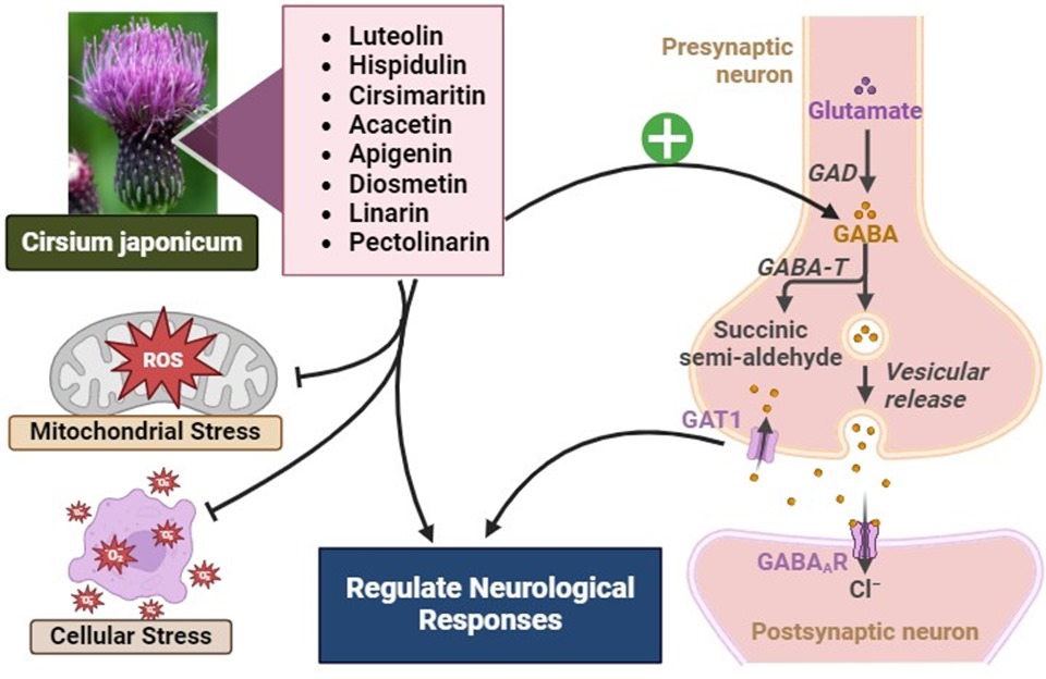 Role of phytochemicals isolated from Cirsium japonicum in neurological disorders 